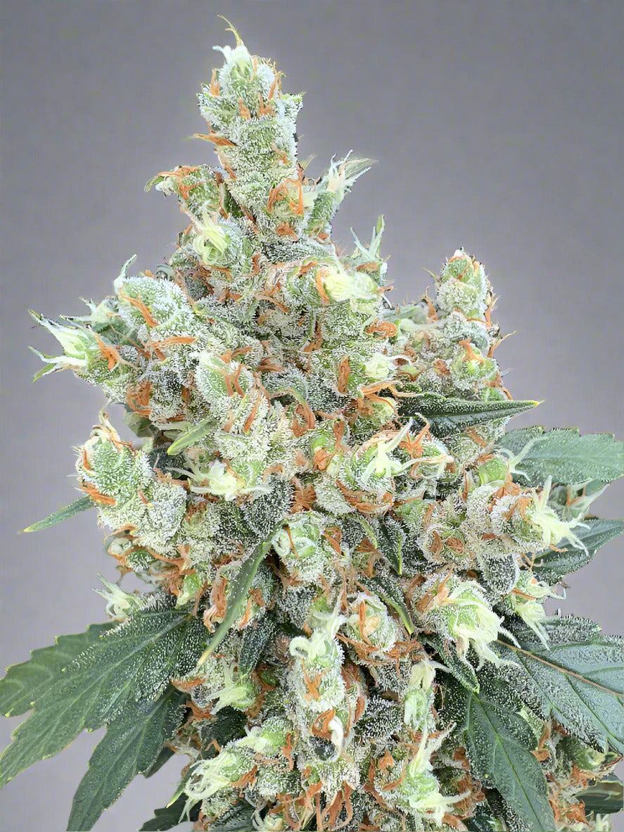Deathstar Autoflower Kit (Limited Release)