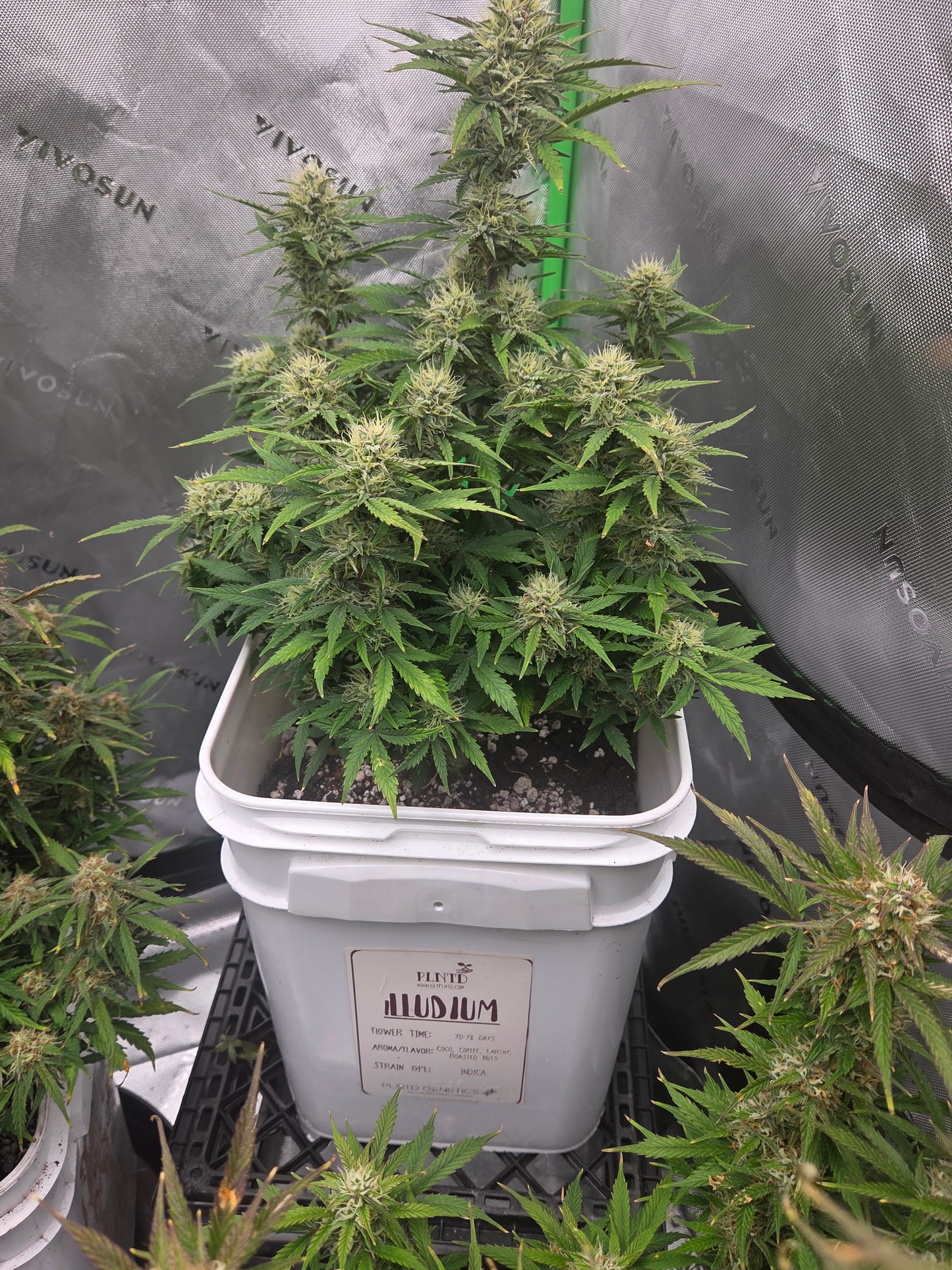 illudium Autoflower Kit (Almost Gone)