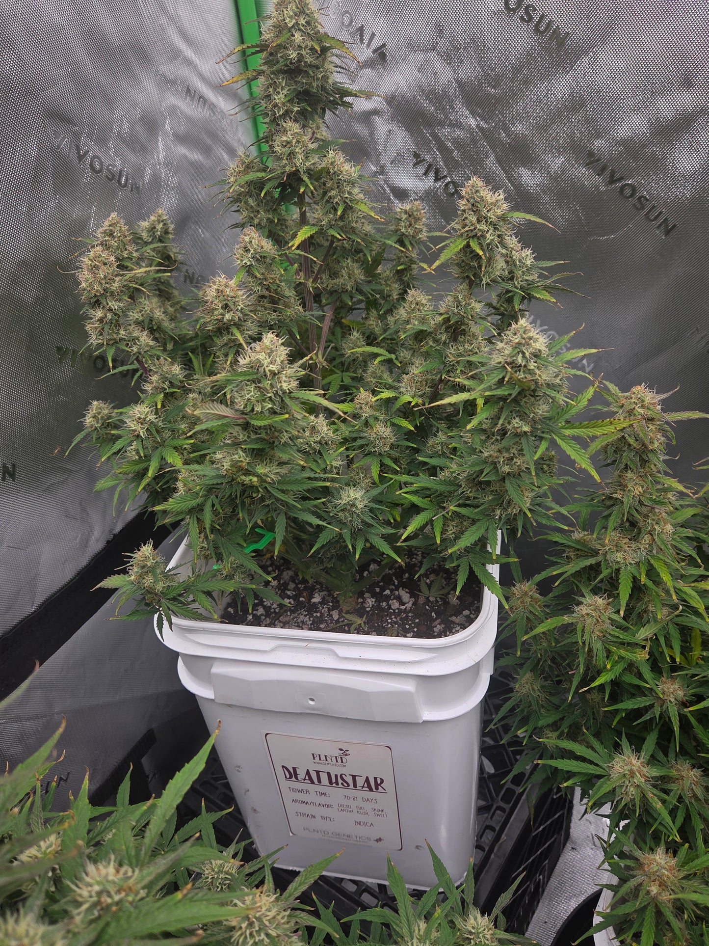 Deathstar Autoflower Kit (BACK IN STOCK)