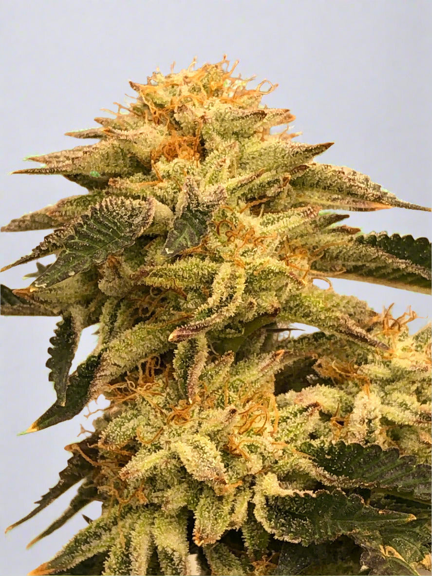 Grease Storm Autoflower Kit