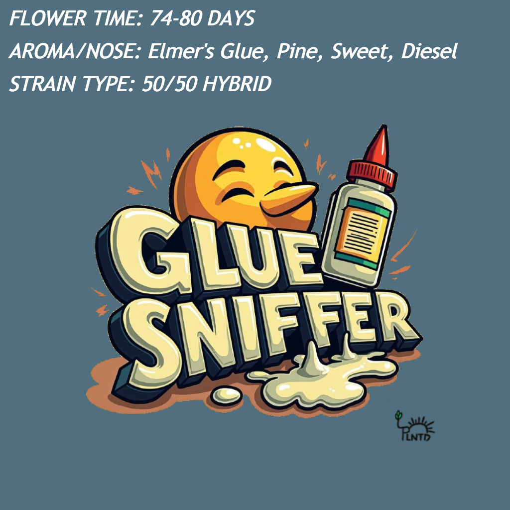 Glue Sniffer V2 Autoflower Kit