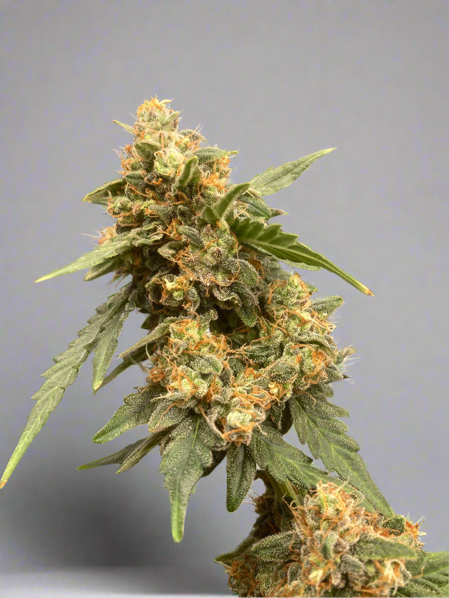 White Fire OG Remake Autoflower Kit (NEW)