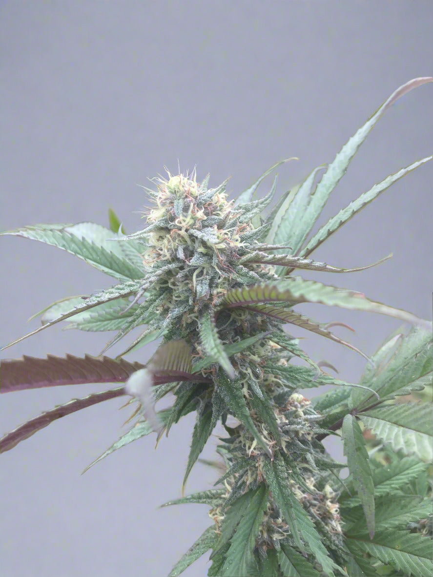 Galactic Rainbow Autoflower Kit (NEW)