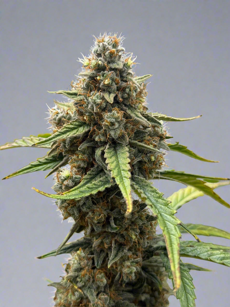 Enchanted Beans - Apollo's Galaxy F1 Autoflower (F)