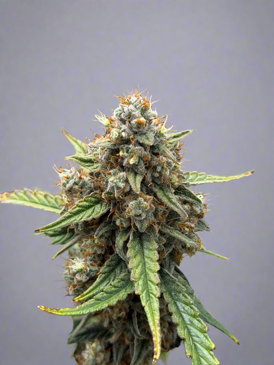Enchanted Beans - Apollo's Galaxy F1 Autoflower (F)