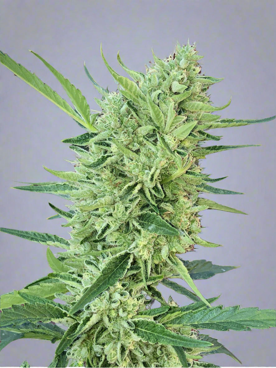 Fried Ice Cream Autoflower Kit