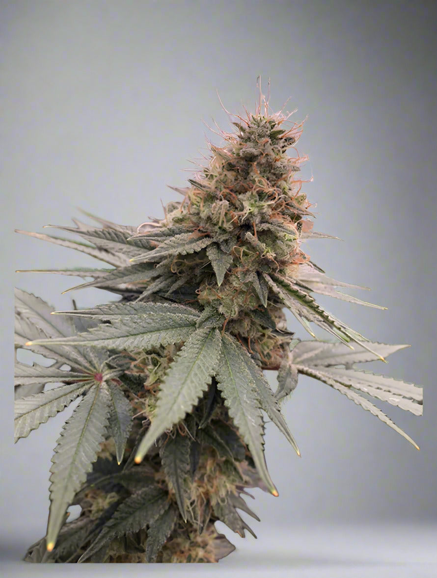 Glue Sniffer V2 Autoflower Kit