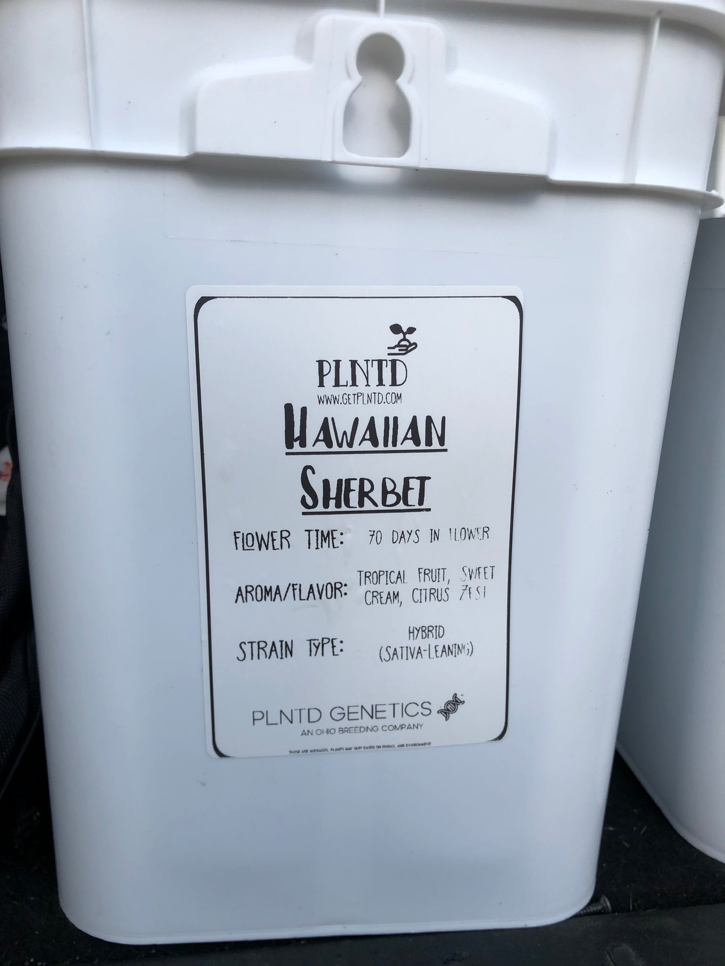 Hawaiian Sherbet Autoflower Kit