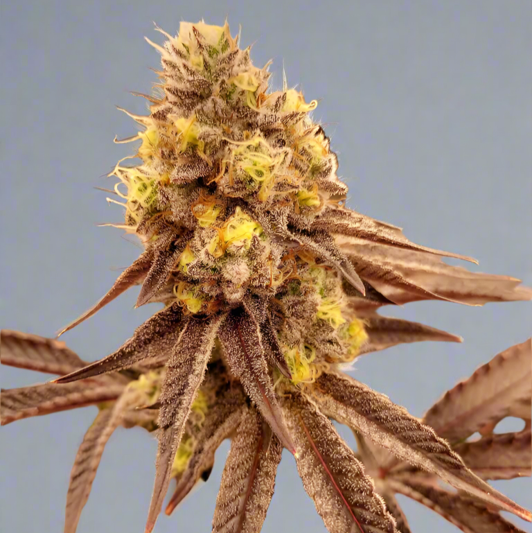 Seed Bundle (Photoperiods)