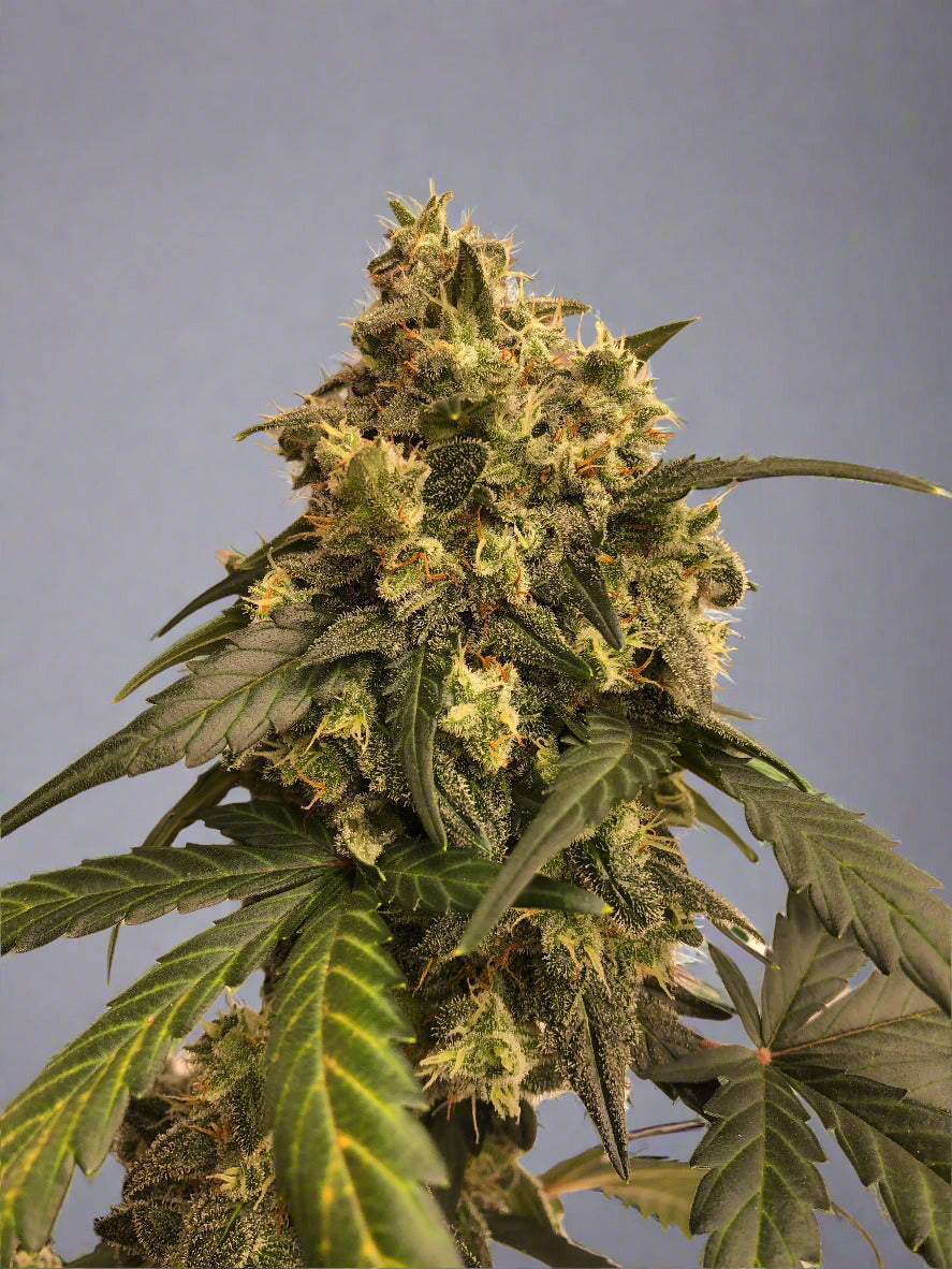 Permanent Marker Remake Autoflower Kit (NEW)