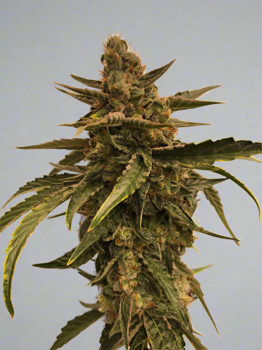 Panama Red Autoflower Kit (SOLD OUT)