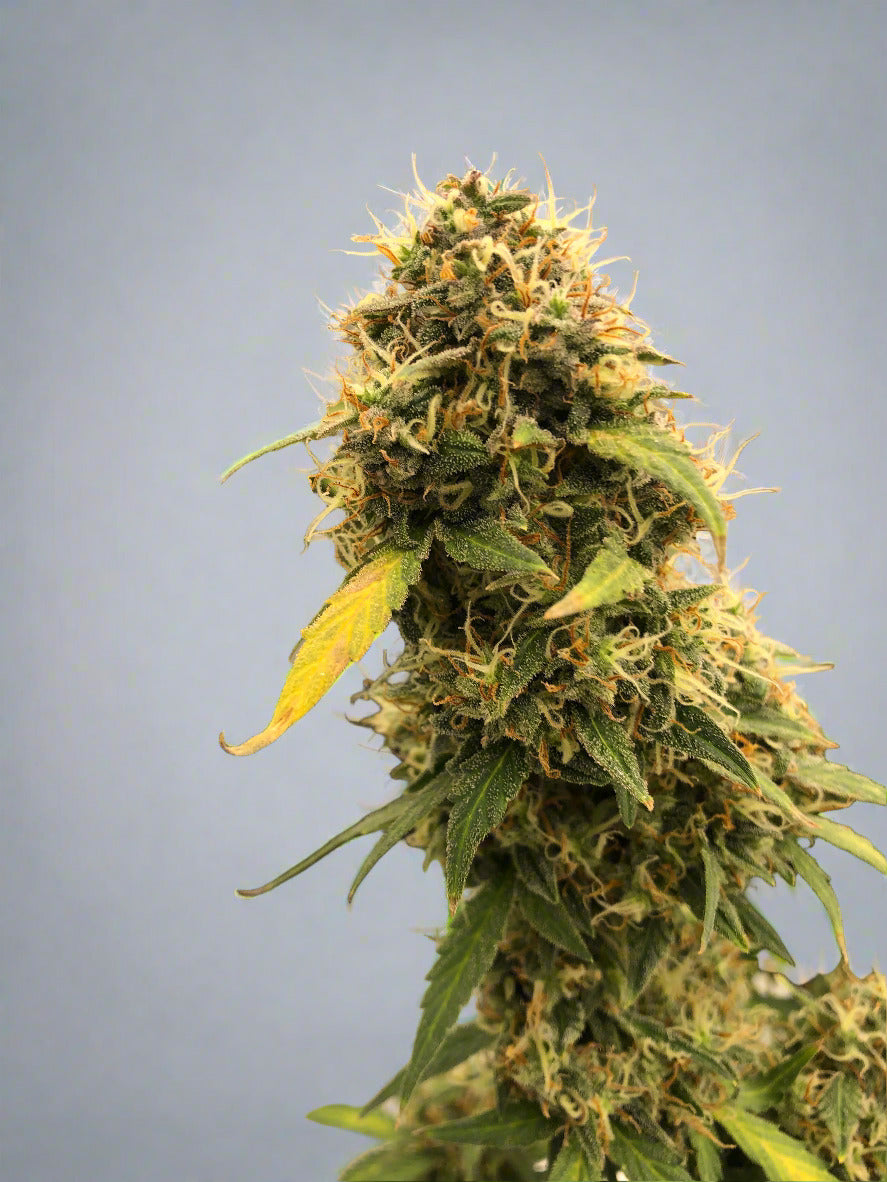 Toof Decay Autoflower Kit