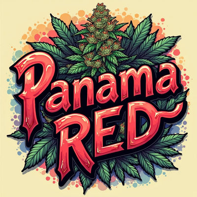 Panama Red Autoflower Kit (NEW)