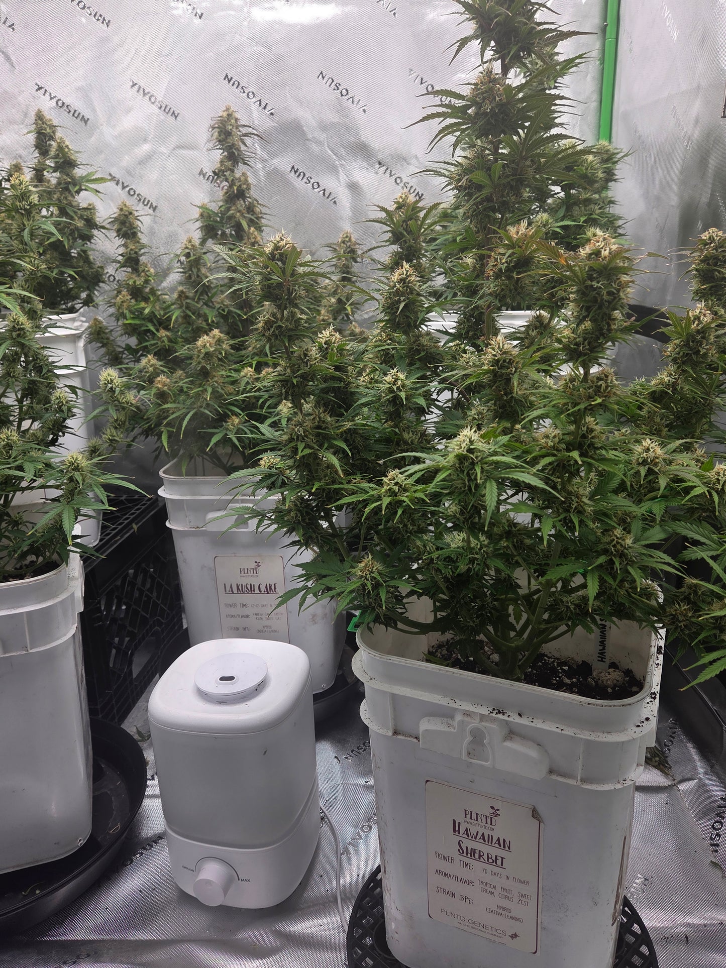 Hawaiian Sherbet Autoflower Kit