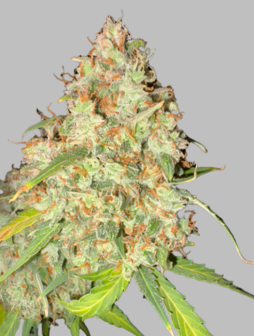 Apollo #13 Autoflower (F)