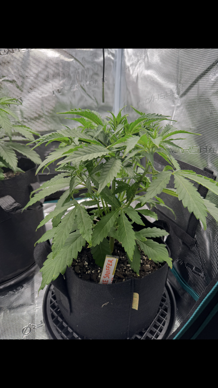 Glue Sniffer V2 Autoflower (F)