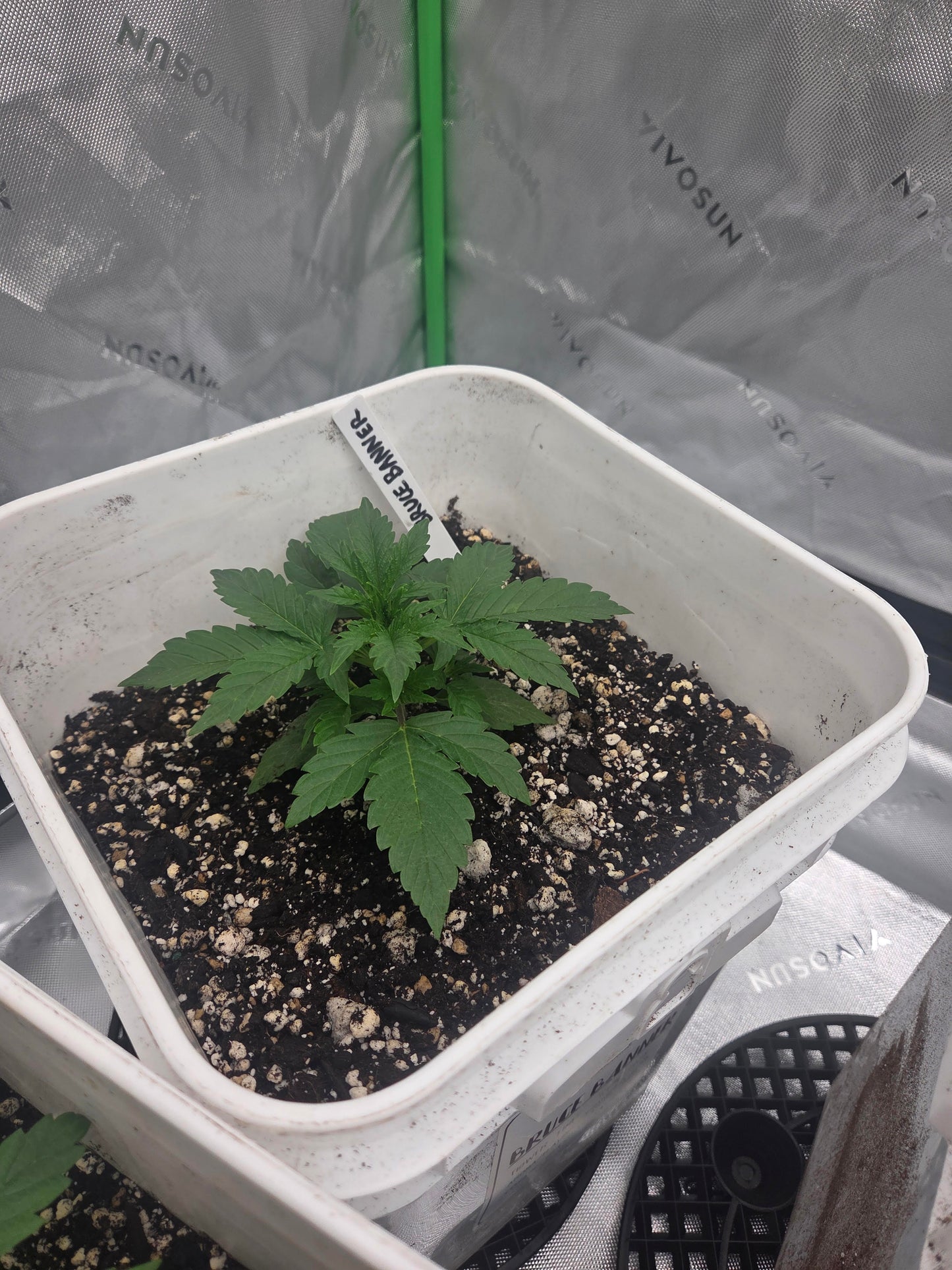 Bruce Banner Remake Autoflower Kit (NEW)