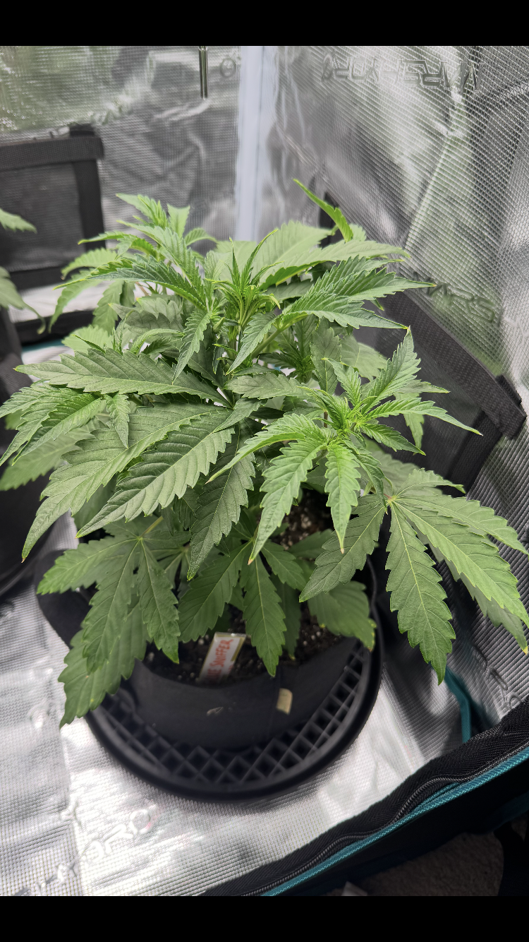 Glue Sniffer V2 Autoflower (F)