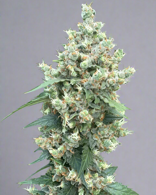 Deathstar Autoflower Seeds (Limited Stock)
