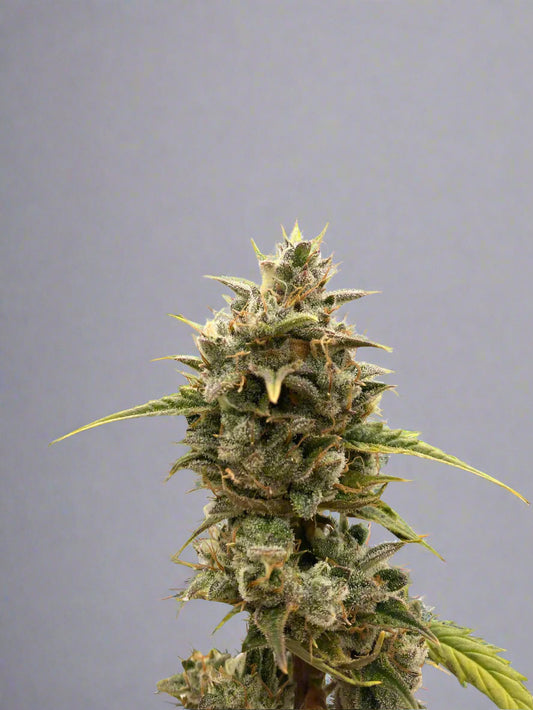 Forum Cut GSC Autoflower (Limited)