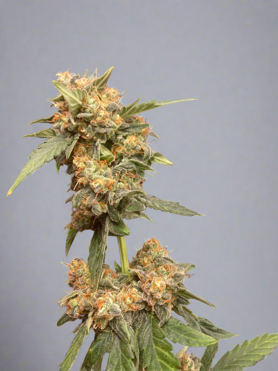 White Fire OG Remake Autoflower Kit (NEW)