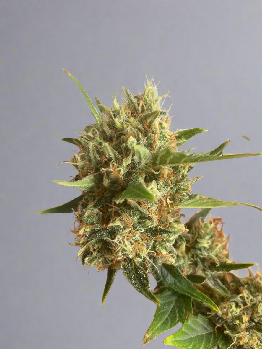 illudium Autoflower Kit (Almost Gone)