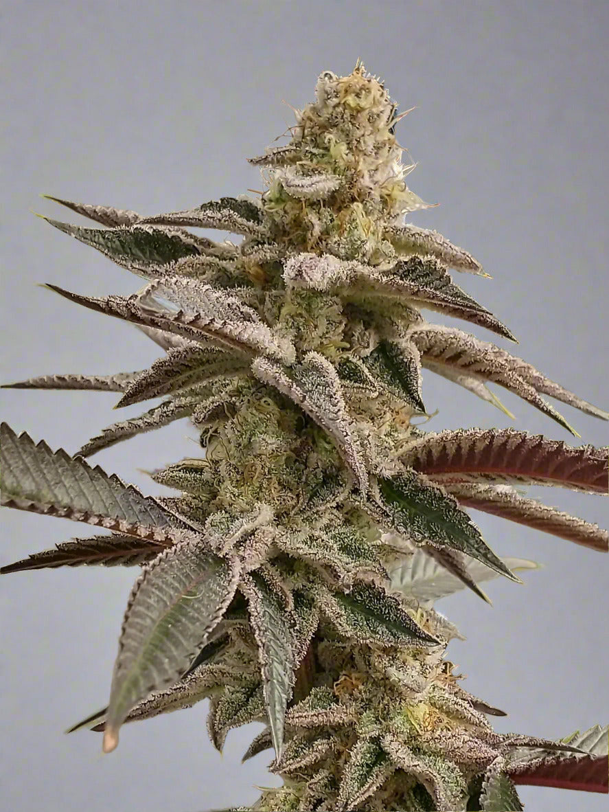 Seed Bundle (Photoperiods)