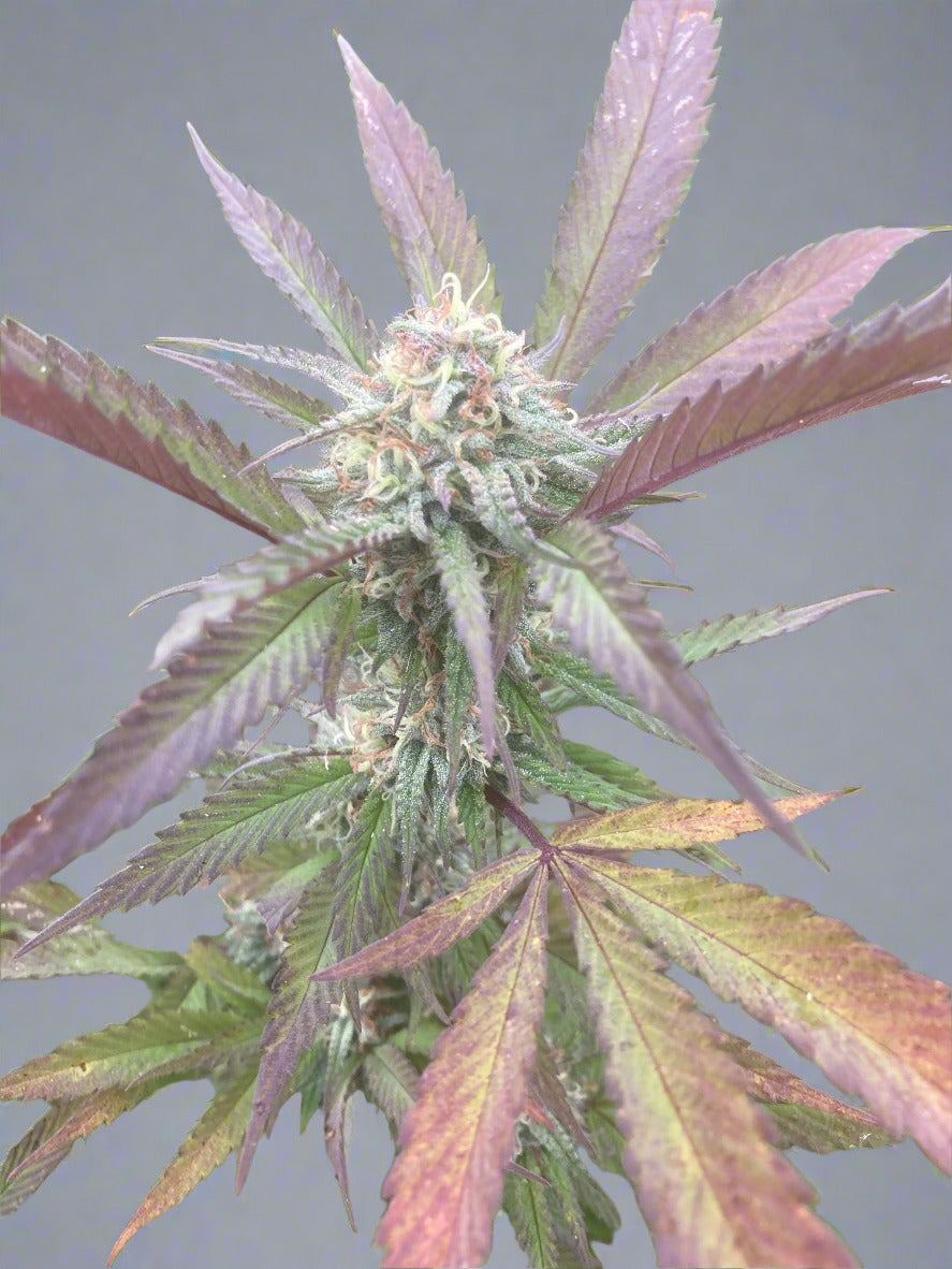 Galactic Rainbow Autoflower Kit (NEW)