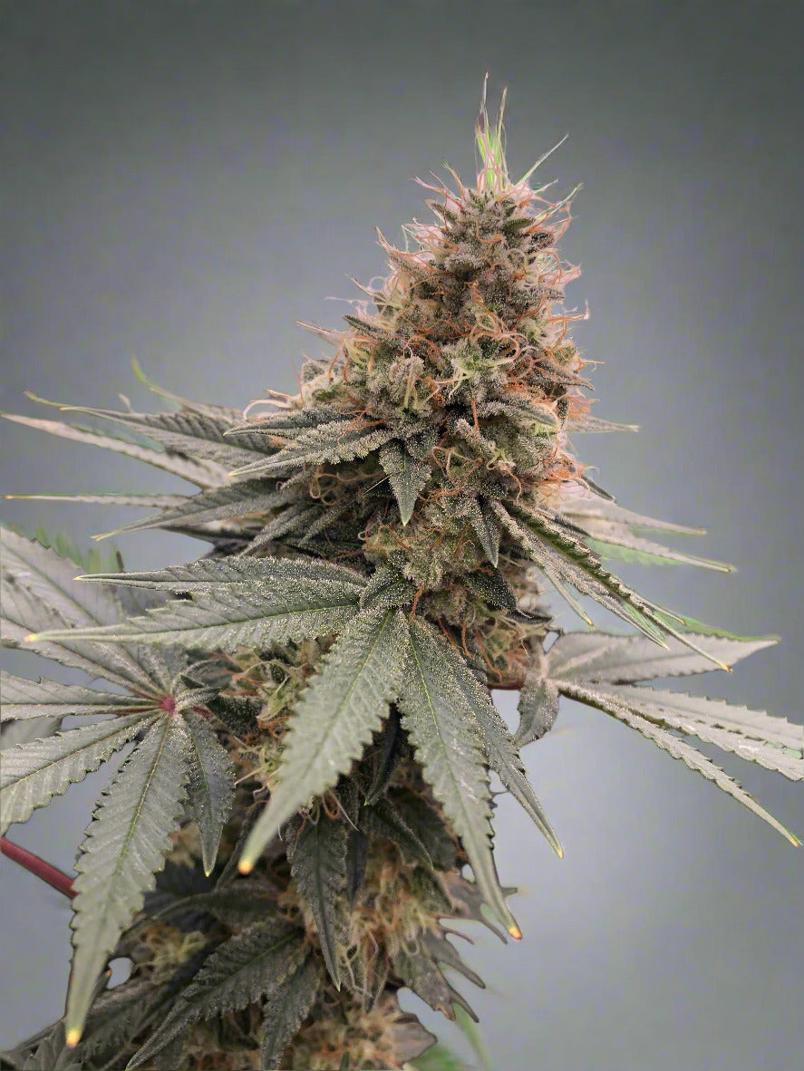Glue Sniffer V2 Autoflower (F)