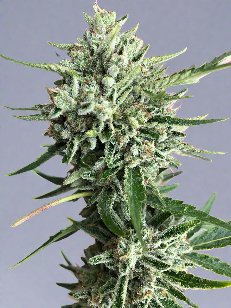 Blue Dream Remake Autoflower (F)