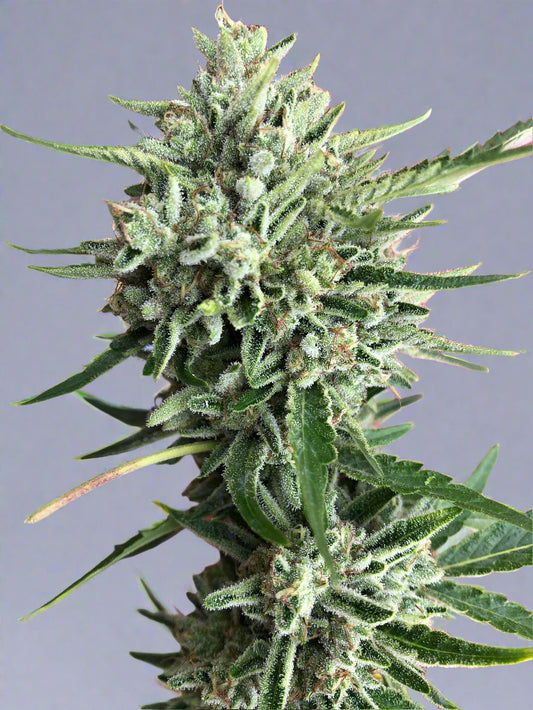 Blue Dream Autoflower (F)