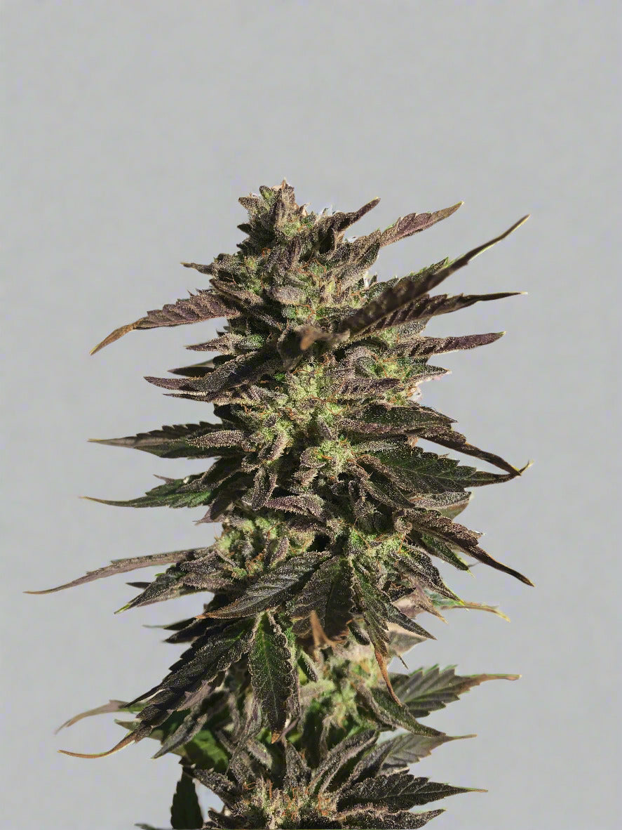 Platinum Kush Breath Autoflower Kit (NEW)