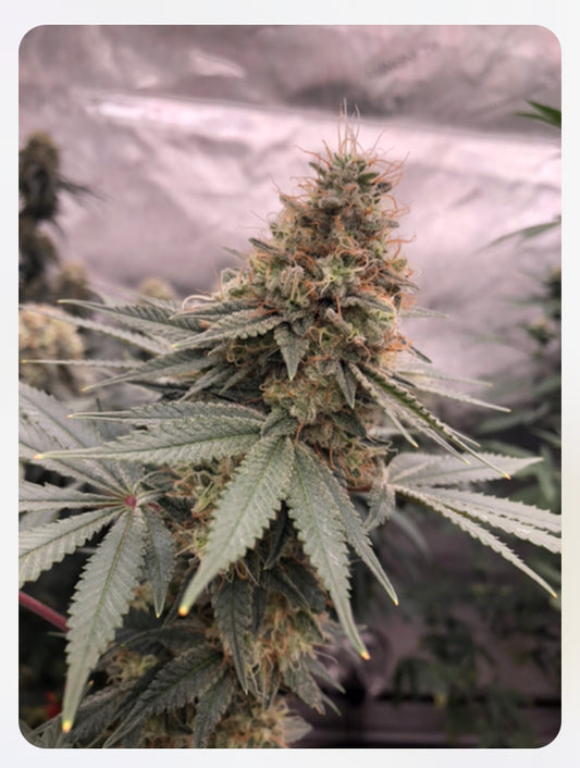 Glue Sniffer V2 Autoflower Kit (SOLD OUT)
