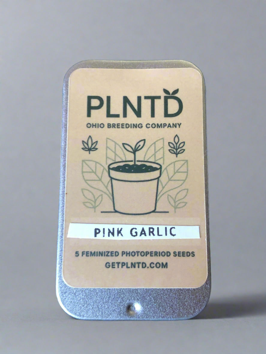 Pink Garlic (F)