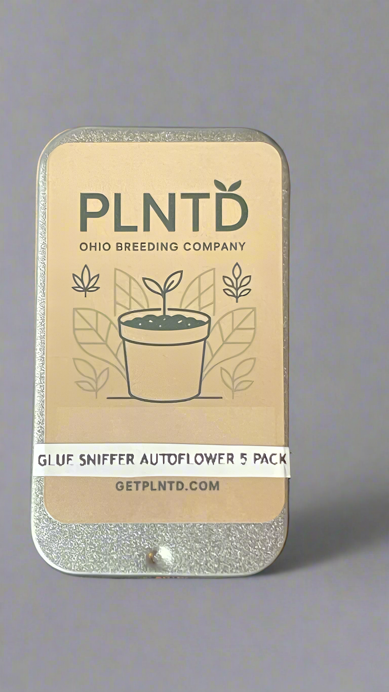Glue Sniffer V2 Autoflower (F)