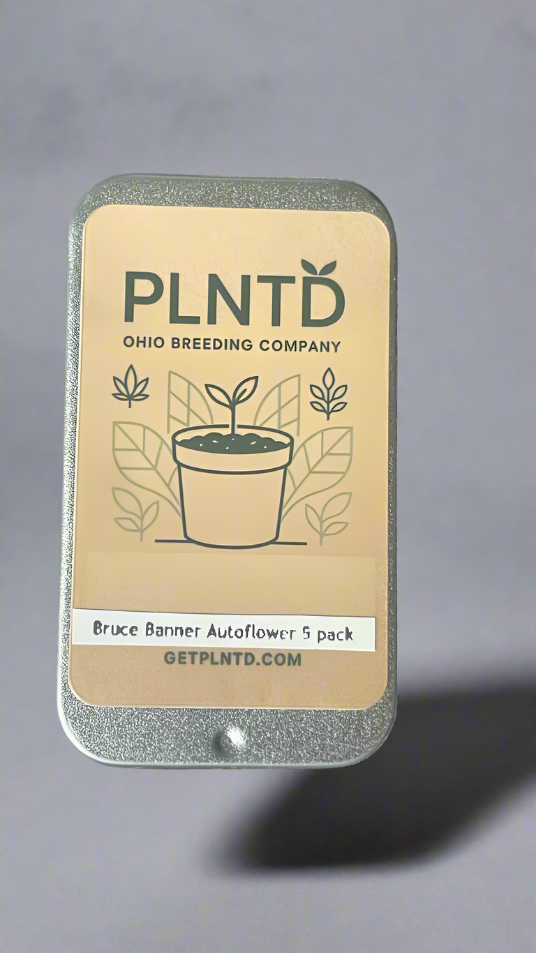 Bruce Banner Remake Autoflower Kit (NEW)