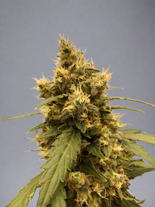 Deathstar Autoflower Kit (Limited Release)