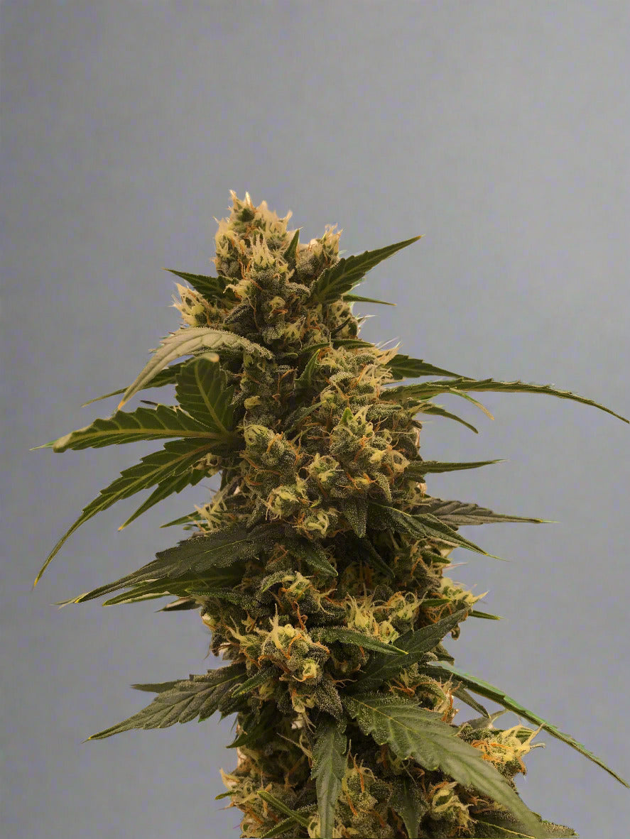Bruce Banner Remake Autoflower Kit (NEW)
