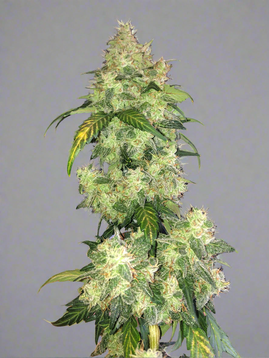 Double 07 Autoflower Kit (NEW)