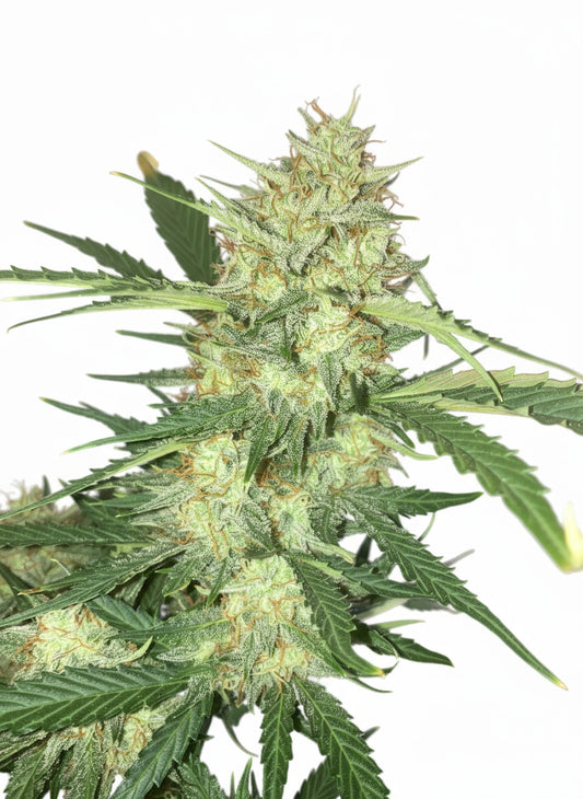 Close-up of a cannabis plant with visible buds and leaves.