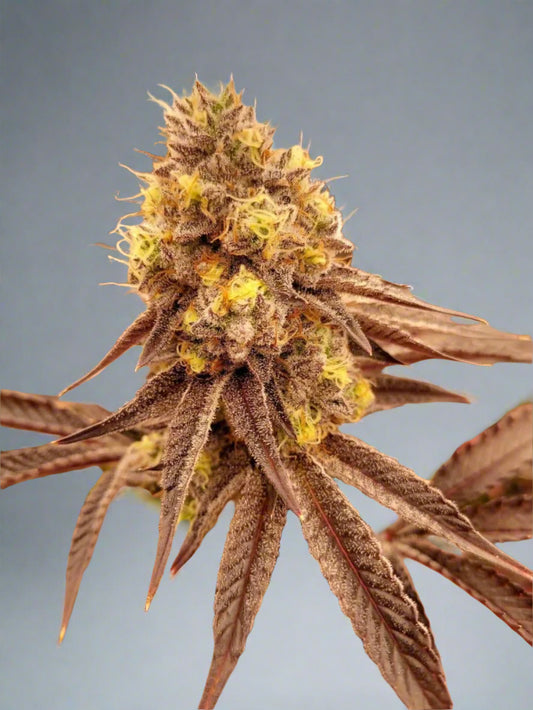 Grape Stomper (F)