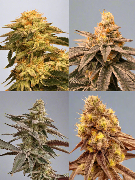 Seed Bundle (Photoperiods)