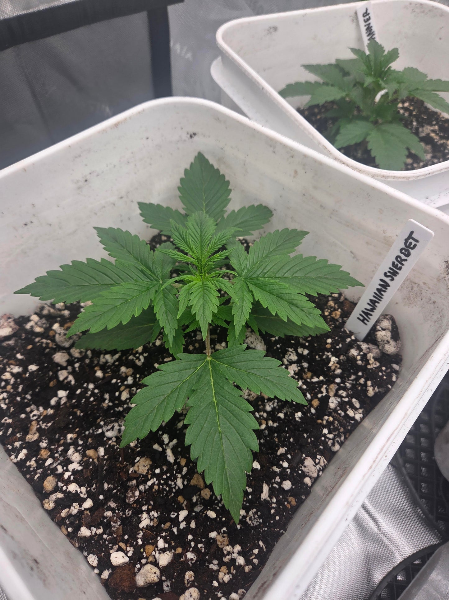 Hawaiian Sherbet Autoflower Kit
