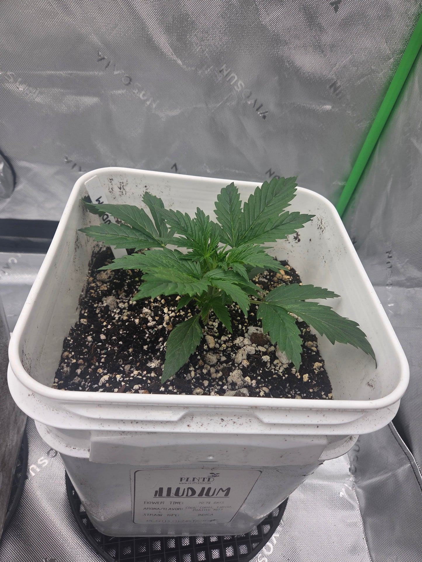 illudium Autoflower Kit (Almost Gone)